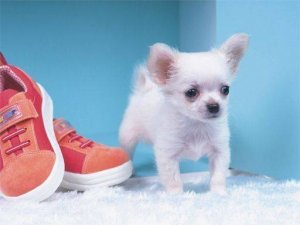 Canine Picture Puzzle Challenge