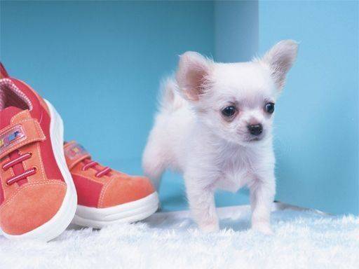 Canine Picture Puzzle Challenge
