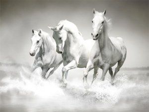 Horses Puzzle Online Jigsaw Game