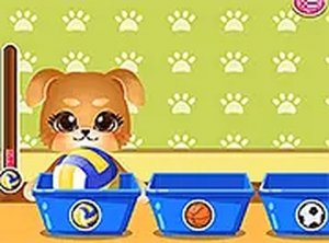 Canine Style Playtime